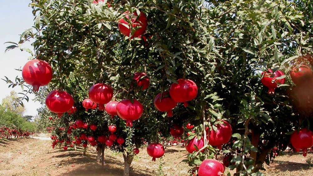 В Австралії партія фруктів з Єгипту виявилася зараженою гепатитом А В Австралії партія фруктів з Єгипту виявилася зараженою гепатитом А