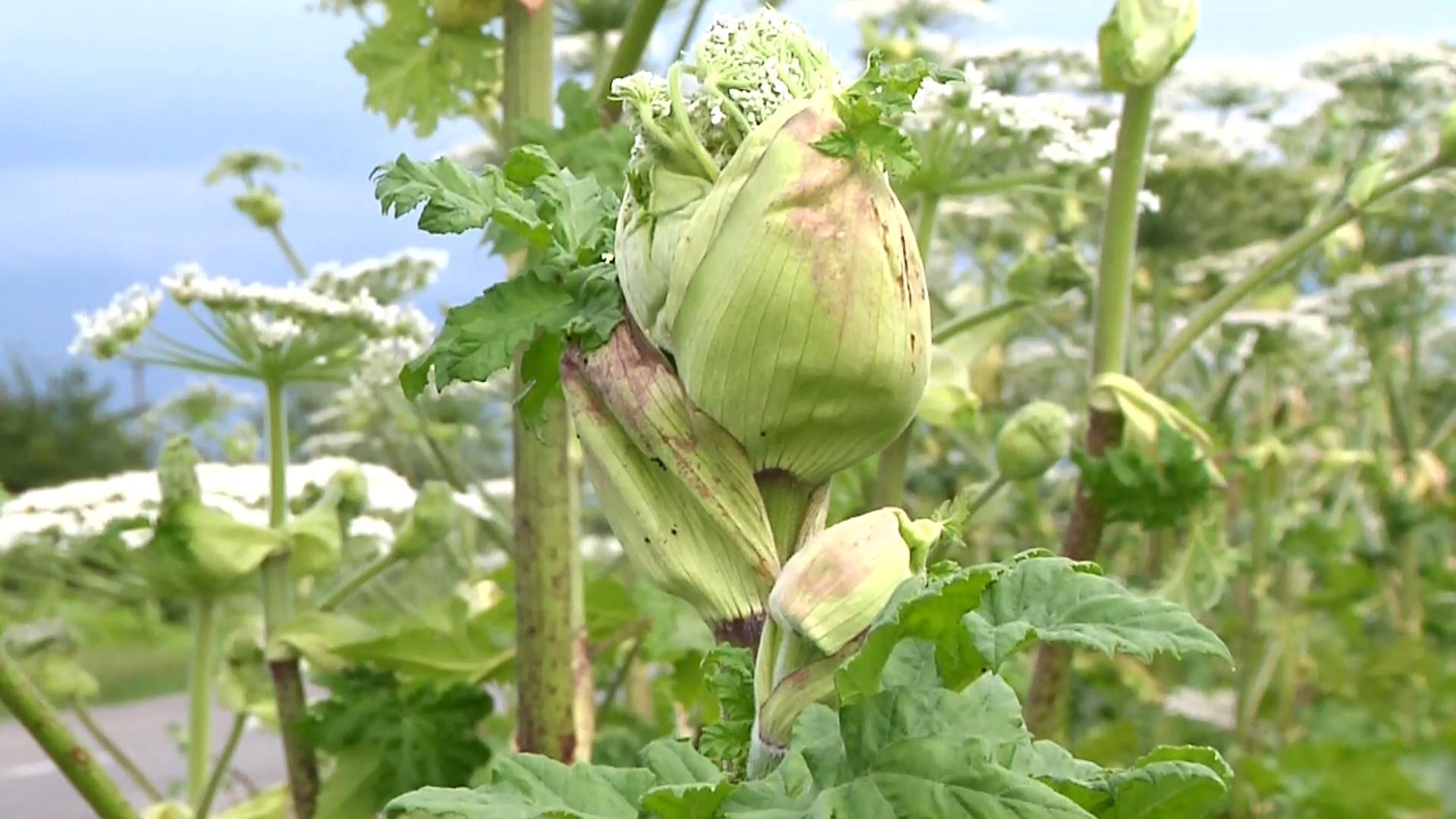 На Волыни цветут заросли ядовитого борщевика: как уберечься от ожогов