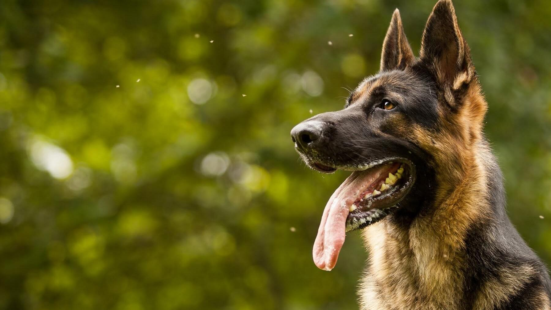 Что делать, если покусала собака – первая помощь