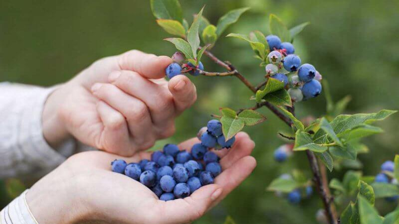 Самые сильные природные антибиотики: топ-5