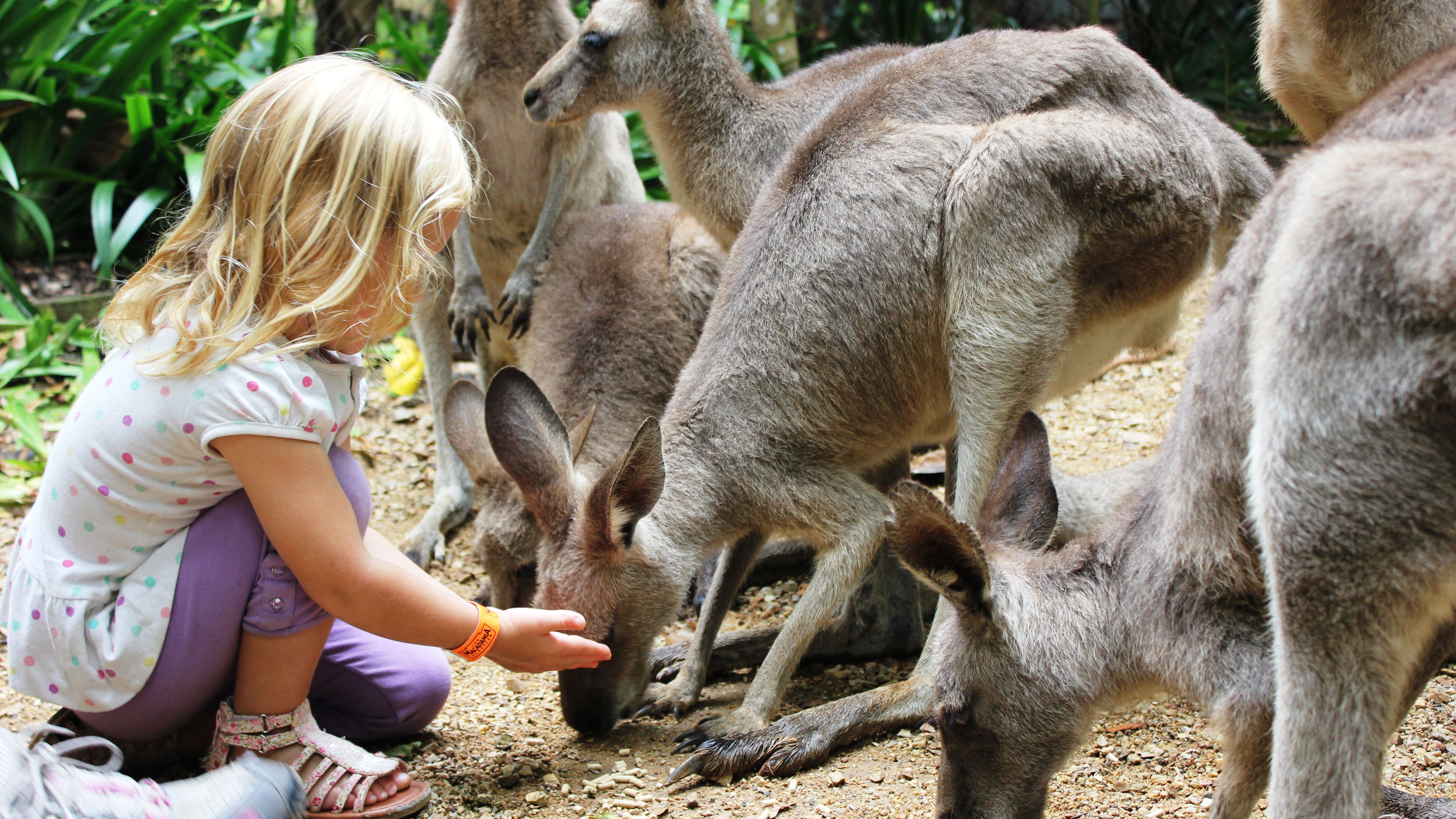 Какие болезни ребенок может подцепить в зоопарке