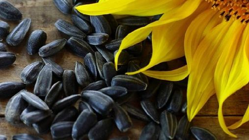 Чому дієтологи рекомендують їсти насіння соняшника: корисні властивості