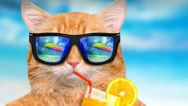 Какой напиток лучше всего утоляет жажду в жару