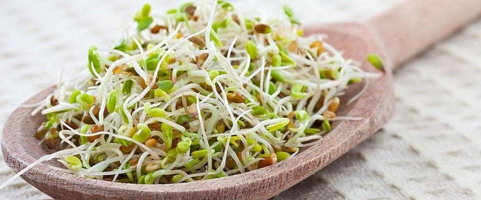 Чем ценны для здоровья пророщенные зерна
