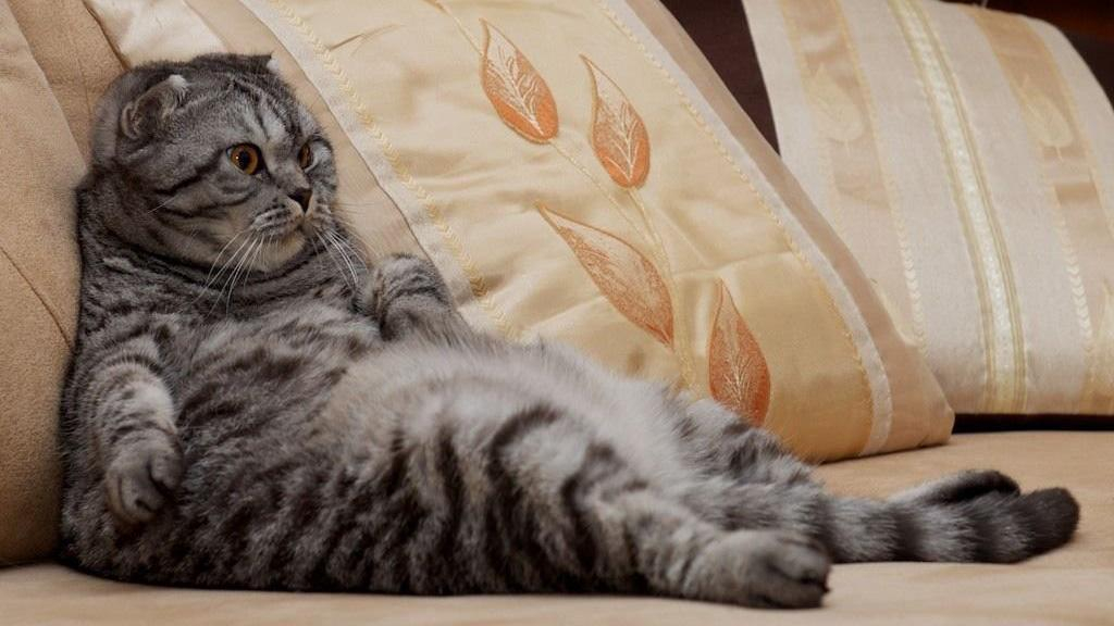 Как лень связана с диабетом: ответ медиков