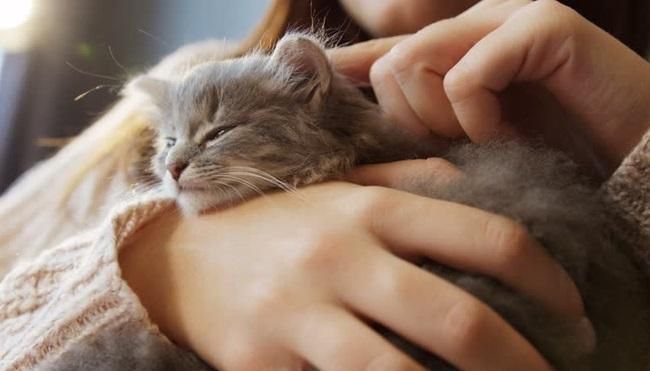 Який вплив мають кішки на вагітних і чому вони небезпечні