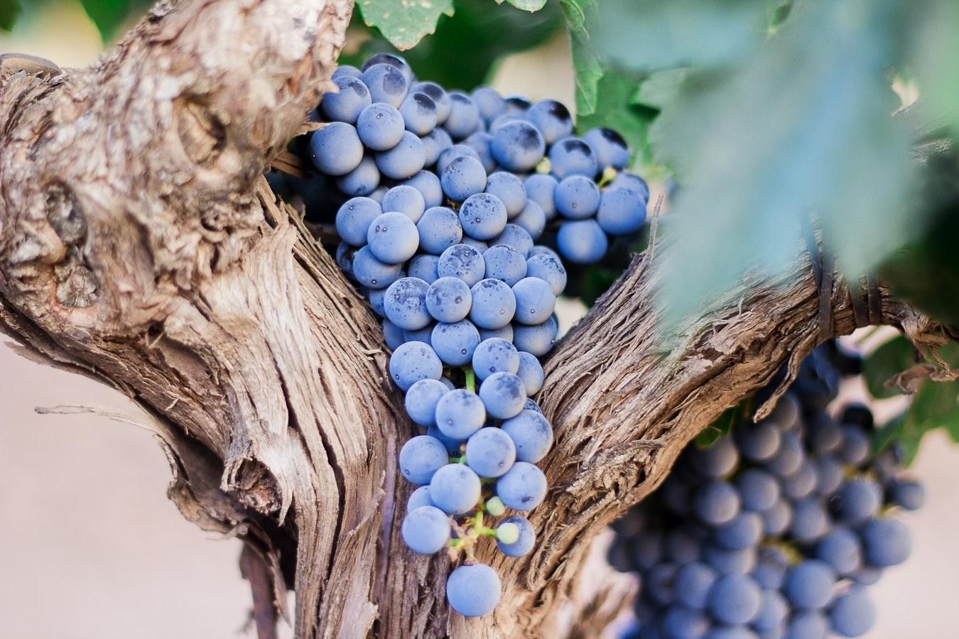 Виноград - вред, кому нельзя есть виноград и почему