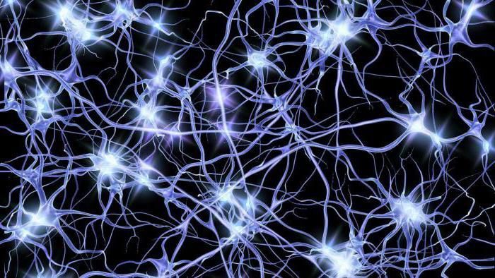 Биологи обнаружили новый вид нейронов