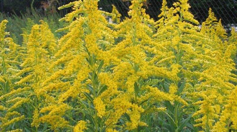 Аллергикам следует подготовиться: в Украине – мощный всплеск активности амброзии