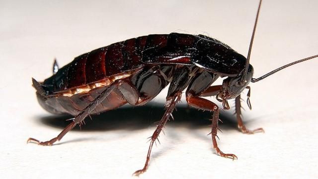 Почему тараканы такие опасные