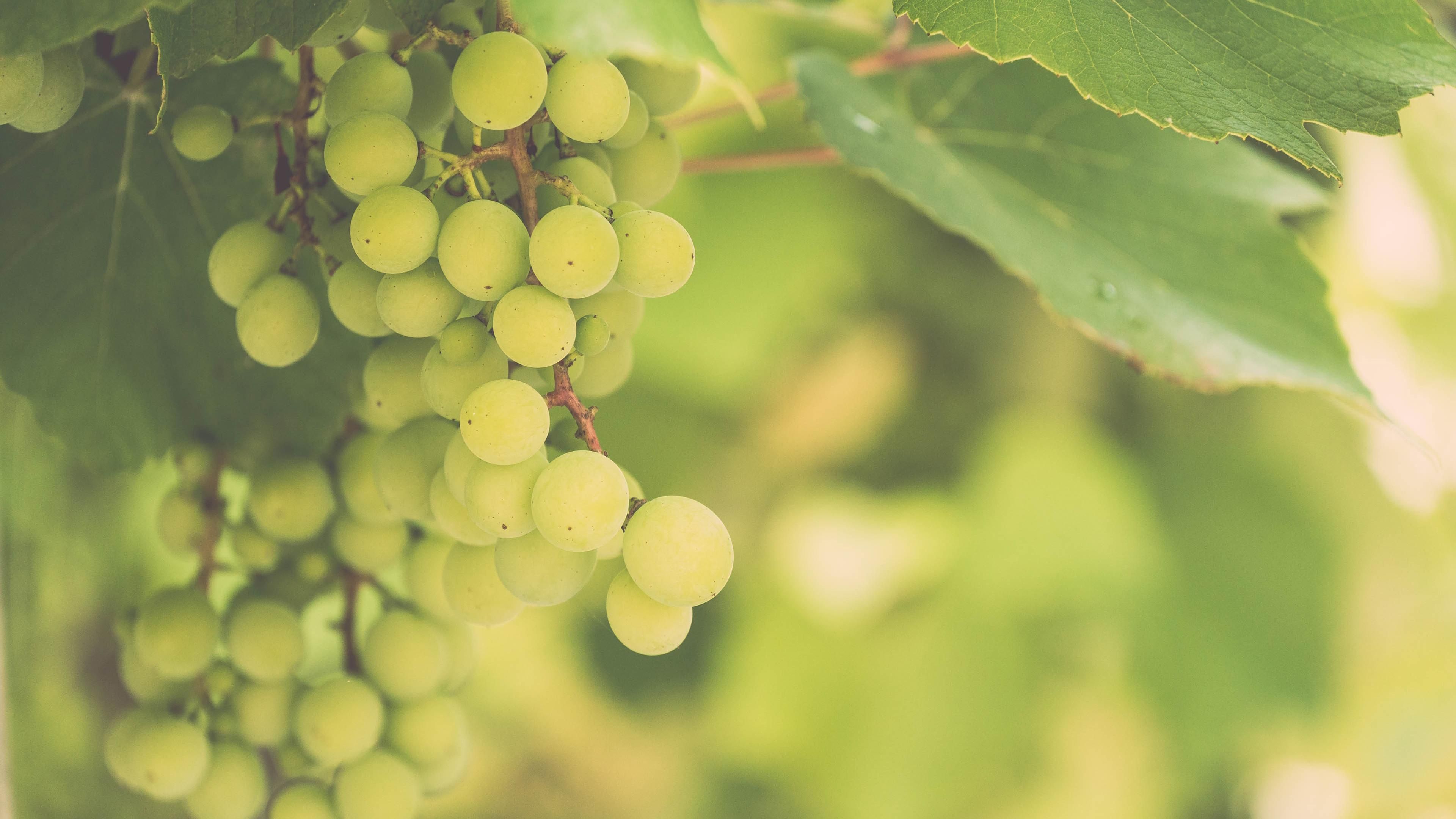 3 найбільш корисних сорти винограду