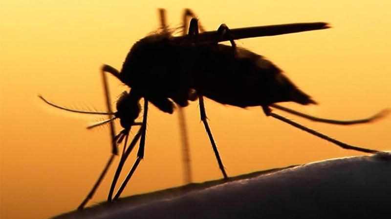 В Греции 27 человек умерли от лихорадки Западного Нила В Греции 27 человек умерли от лихорадки Западного Нила
