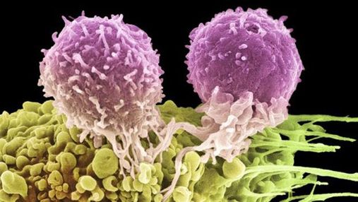 Що таке імунотерапія раку: про відкриття лауреатів Нобелівської премії