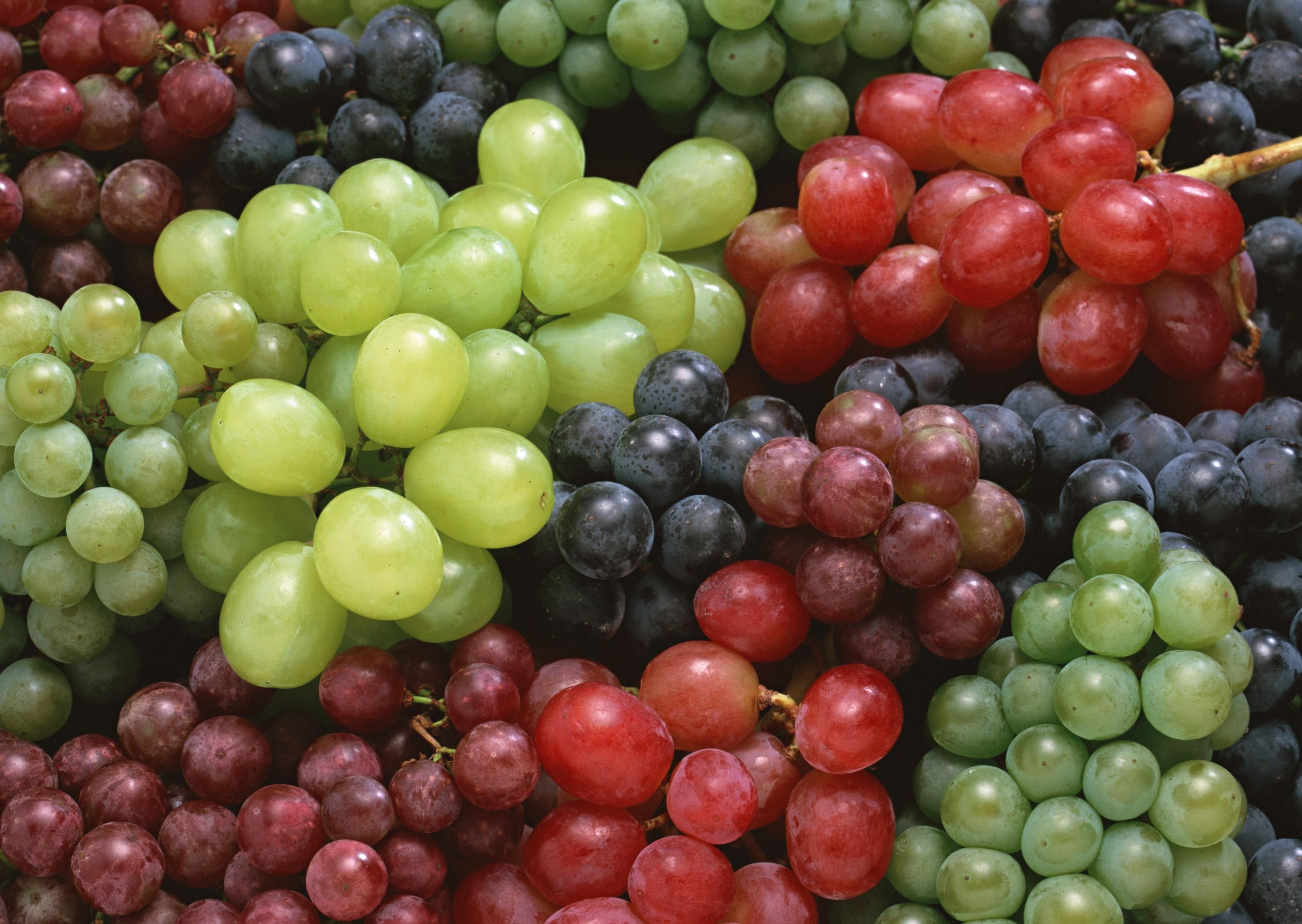 В винограде обнаружили панацею от самой смертоносной формы рака