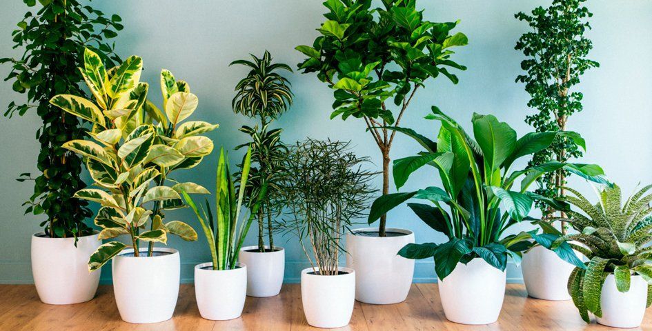 Які кімнатні рослини повинні бути в будинку: фото і назви
