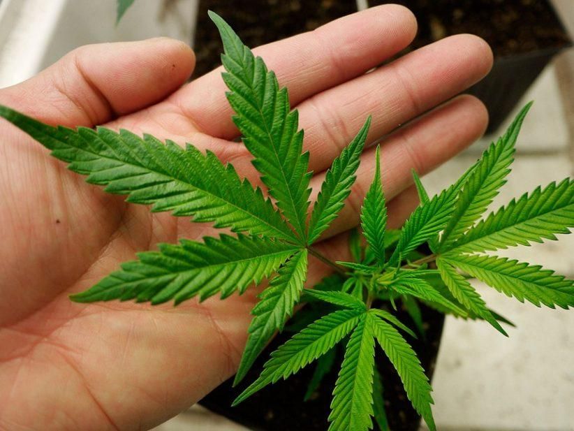 Як на організм впливає конопля как влияет марихуана на либидо