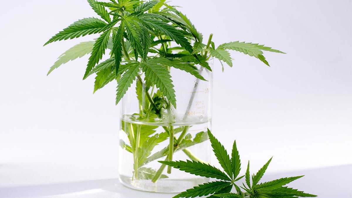 Страны где разрешено выращивание марихуаны листья марихуаны
