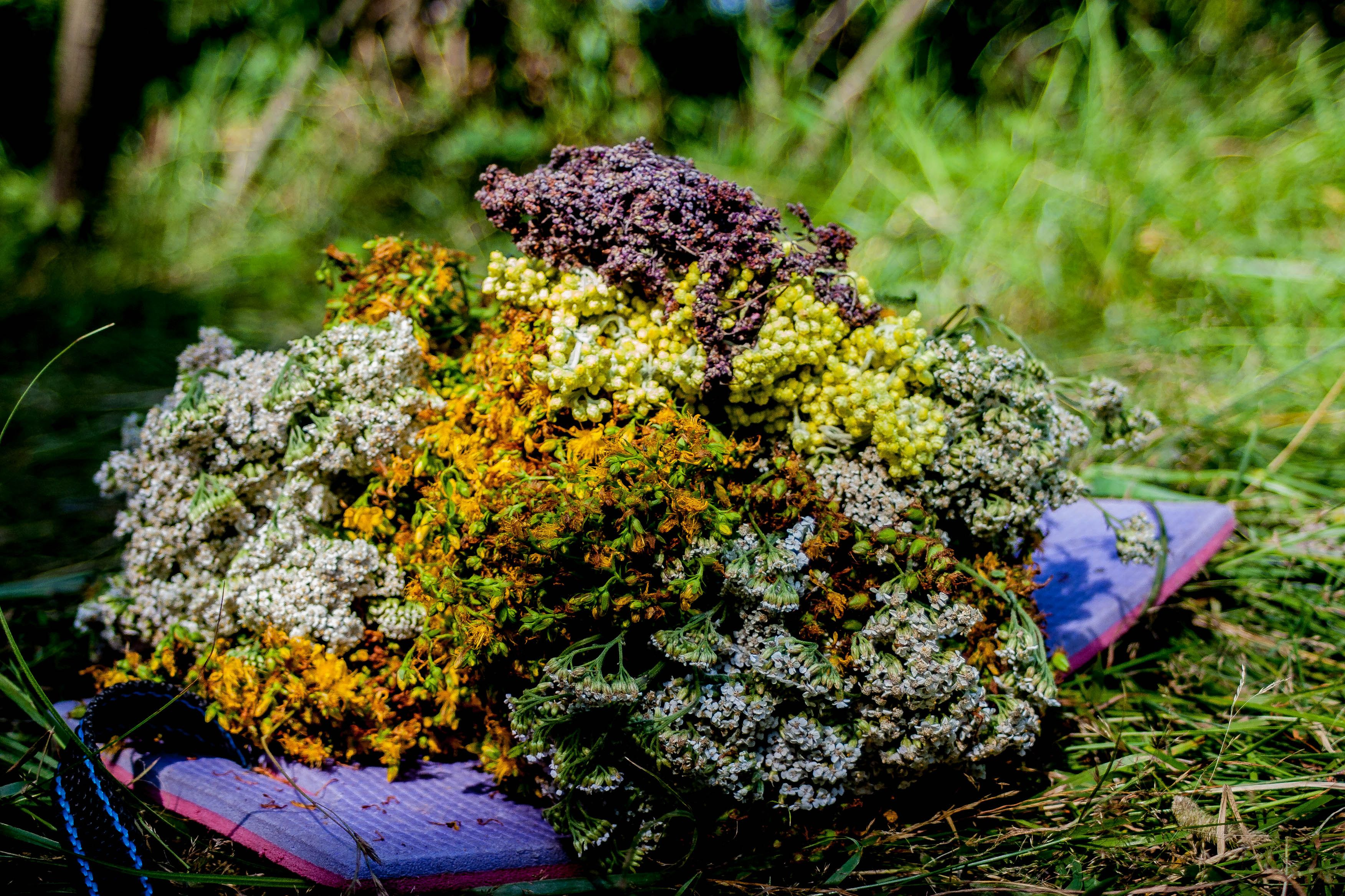 Какие страны покупают украинские лекарственные травы больше всего