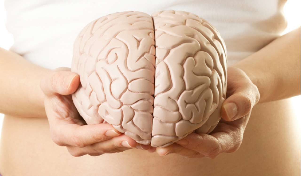 Як впливає розмір мозку на інтелект 