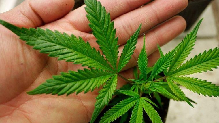 Листья конопли как употреблять легальная марихуана в чехии