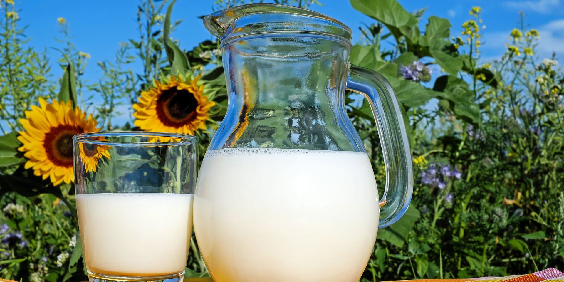 Польза молока и молочных продуктов для взрослых