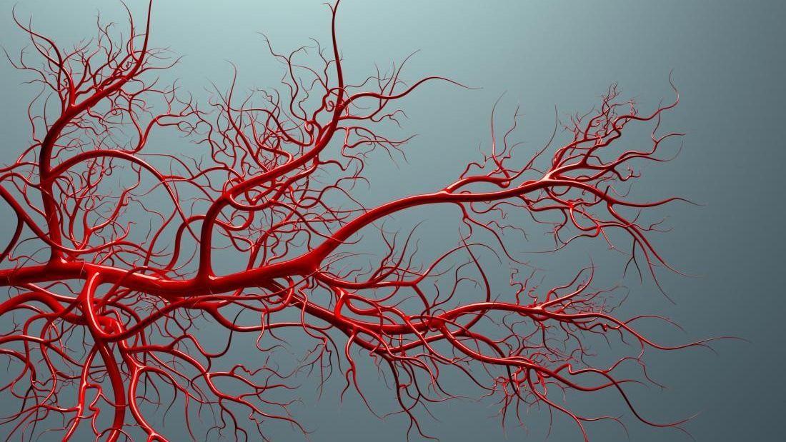 Науковці вперше виростили кровоносні судини людини