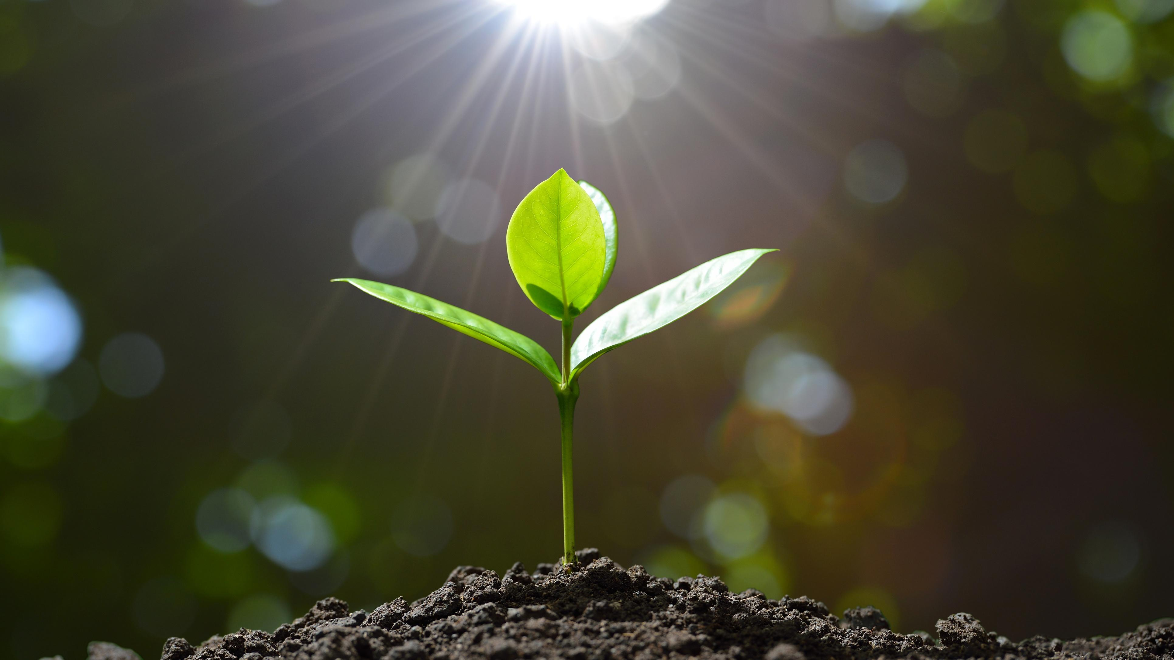 Вещество, которое широко используют для выращивания растений, вызывает рак