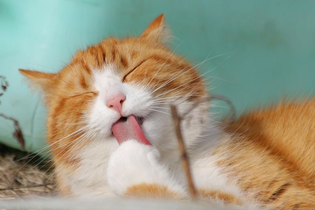 Люди заражають котів стресом 