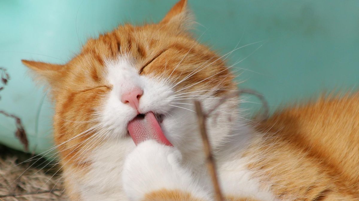 Люди заражають котів стресом Люди заражають котів стресом