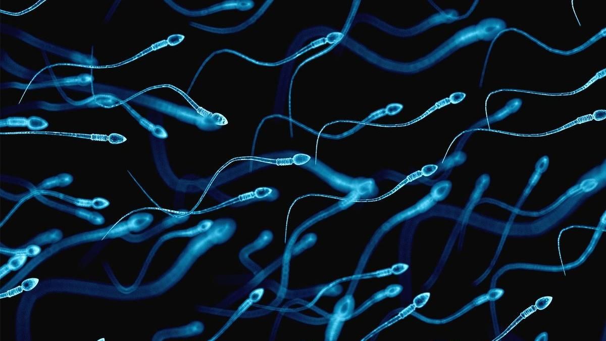 Виявили перевагу "старих" сперматозоїдів над "молодими"