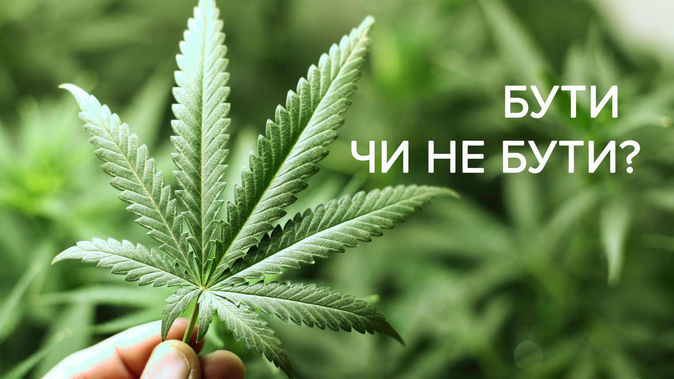 Ще один крок до легалізації: в Україні пройде Міжнародна медична канабіс-конференція