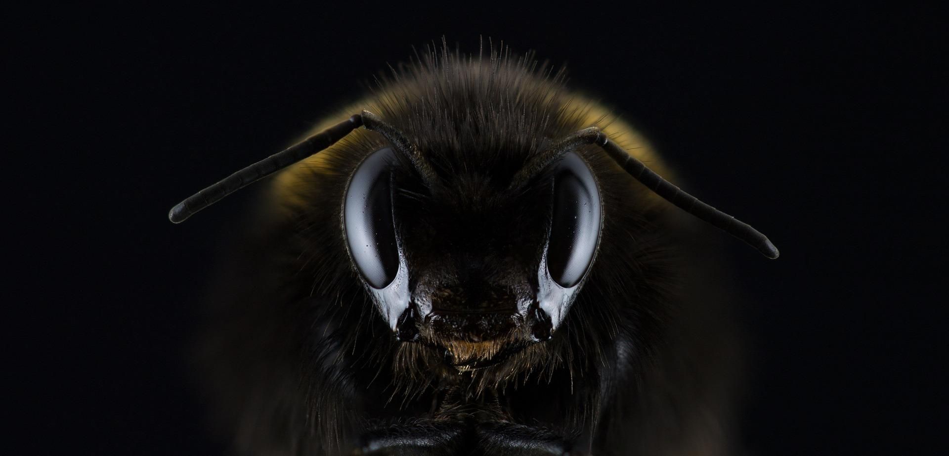 Що робити при укусі бджоли - перша допомога при укусі, симптоми алергії на укус оси