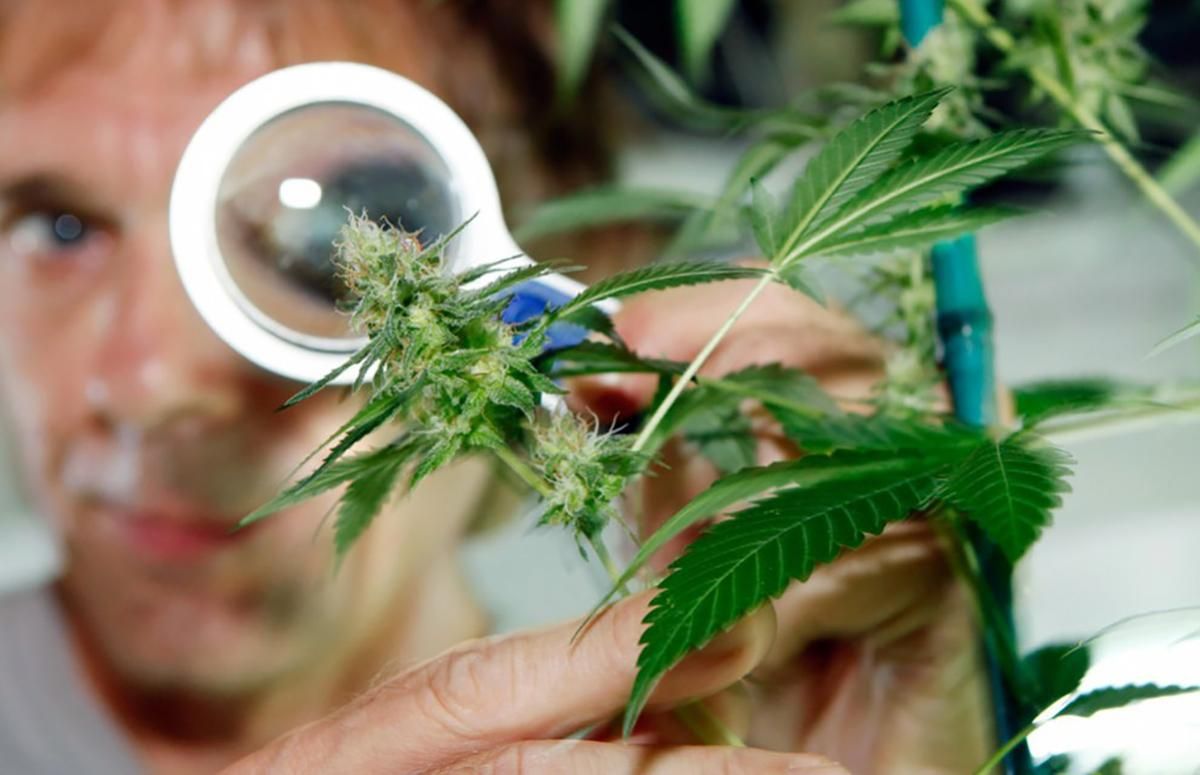 Рада рассмотрит петицию о легализации медицинской марихуаны