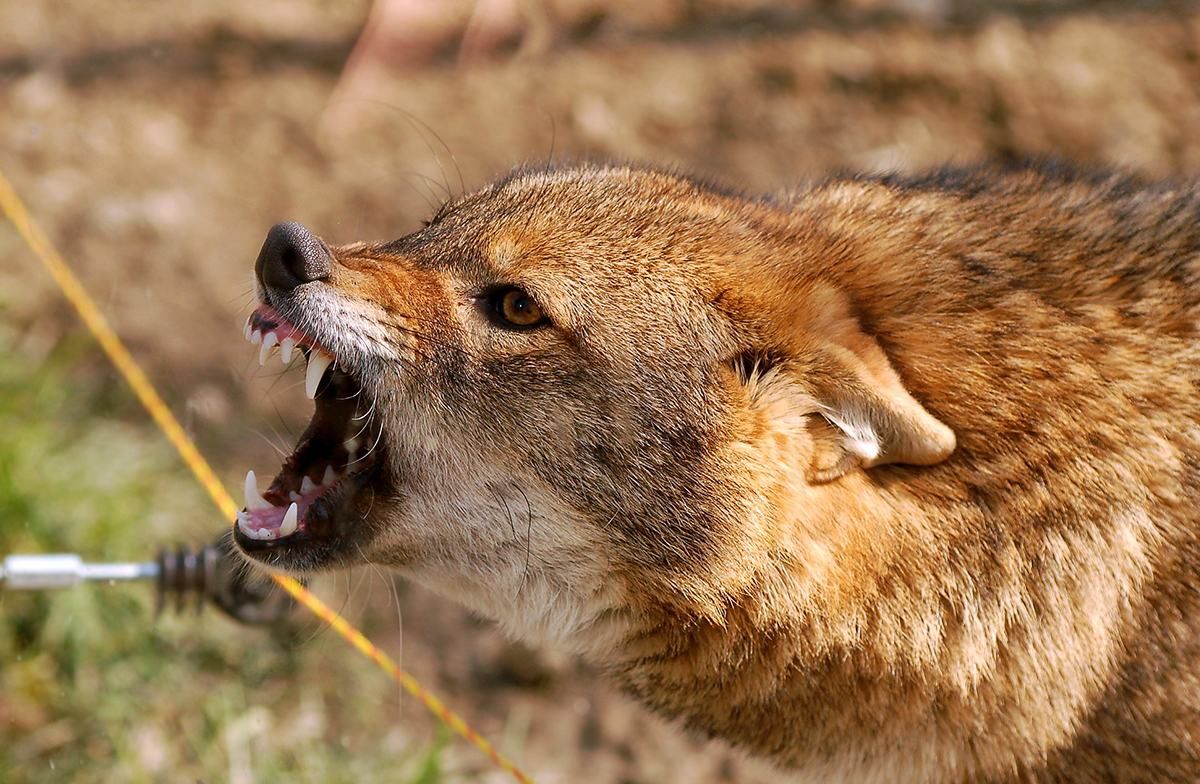 В Крыму объявили карантин из-за бешенства шакалов В Крыму объявили карантин из-за бешенства шакалов