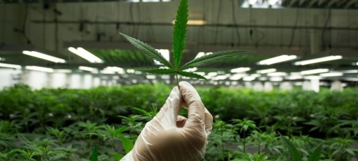 В Раде поддержали петицию о легализации марихуаны