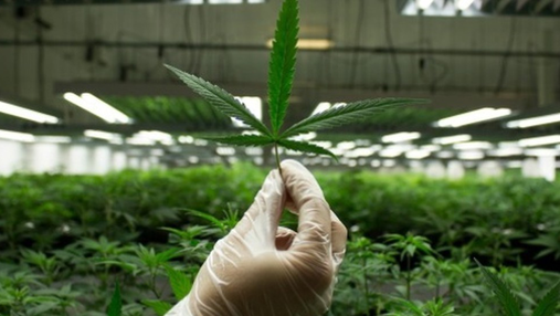 В Раде поддержали петицию о легализации марихуаны