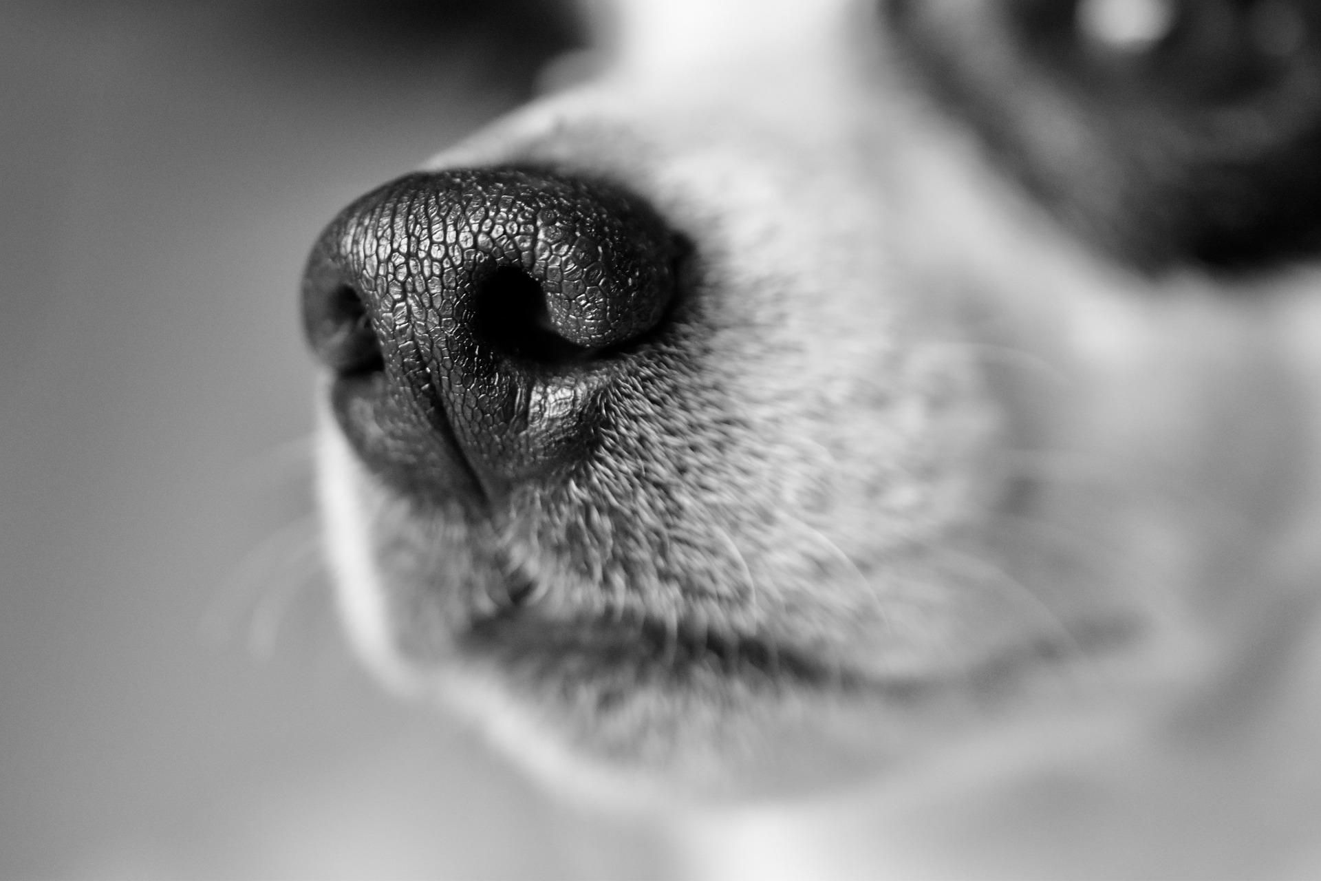 Як собаки можуть допомогти людям з епілепсією 