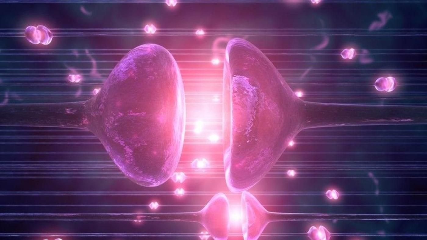 Вчені вперше оживили мозок мертвої тварини Вчені вперше оживили мозок мертвої тварини