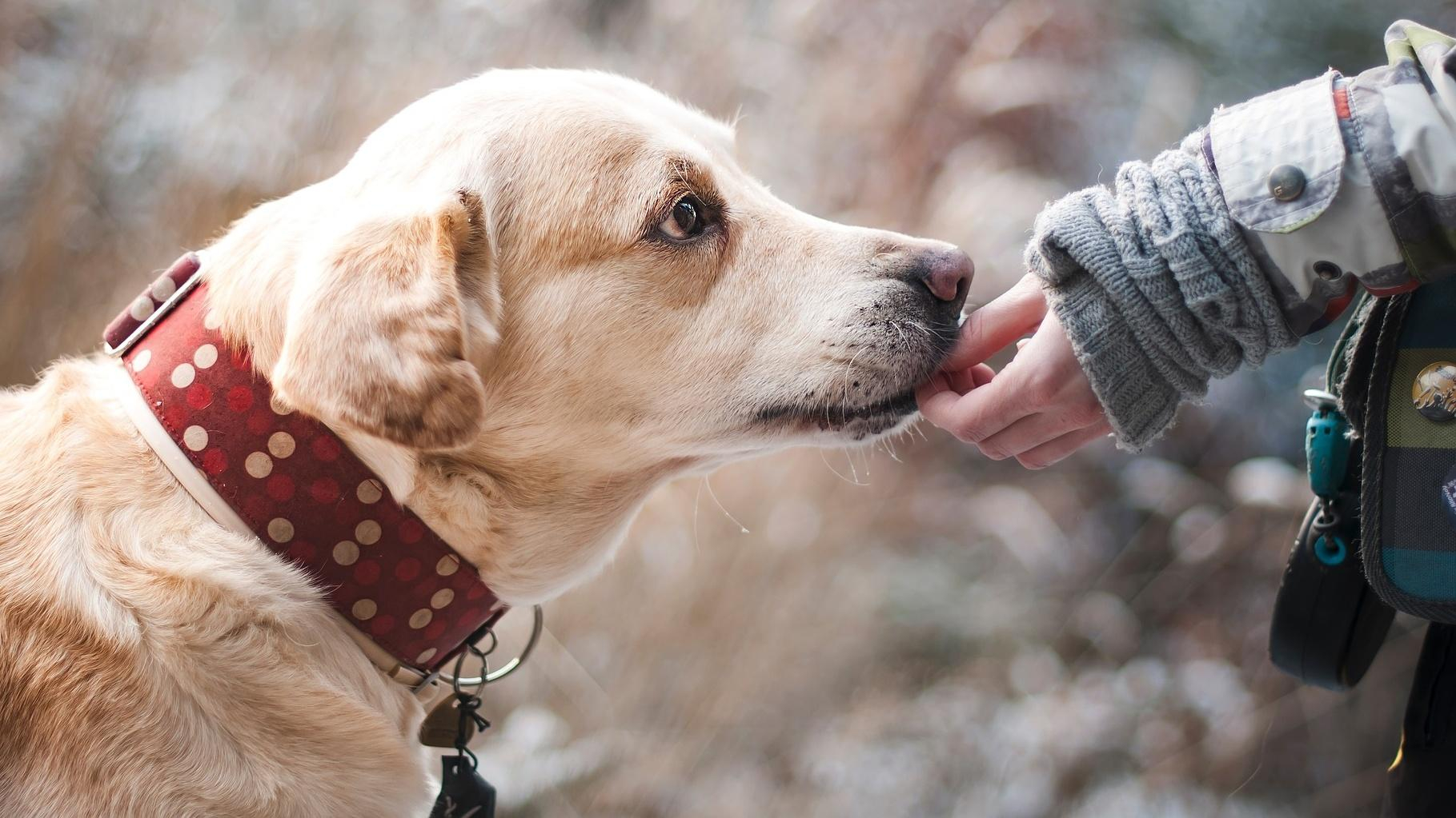 Как собаки влияют на продолжительность жизни хозяев