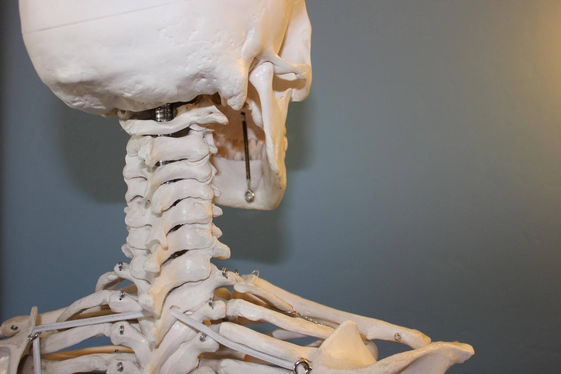 У людей з'являється нова кістка, яка зникла через еволюцію: фото 