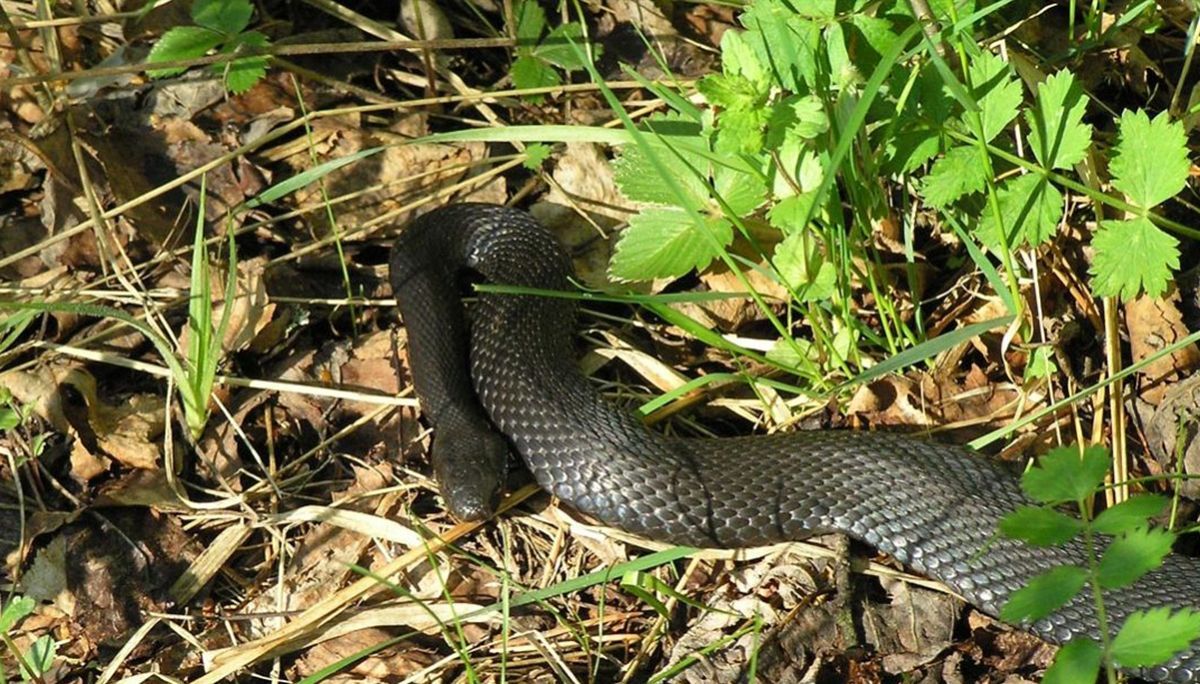 В Черновцах 9-летнего мальчика укусила змея