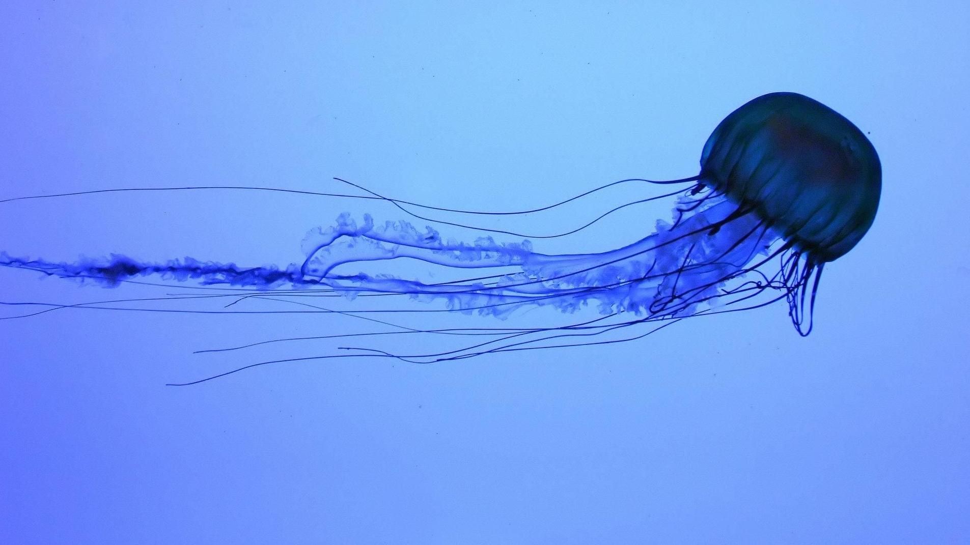 Нашли антидот от яда одного из самых опасных существ в мире Нашли антидот от яда одного из самых опасных существ в мире