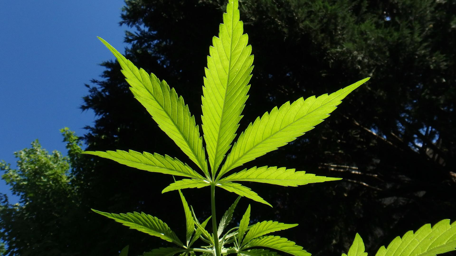 Для кого в Украине хотят разрешить каннабис: объяснение Супрун