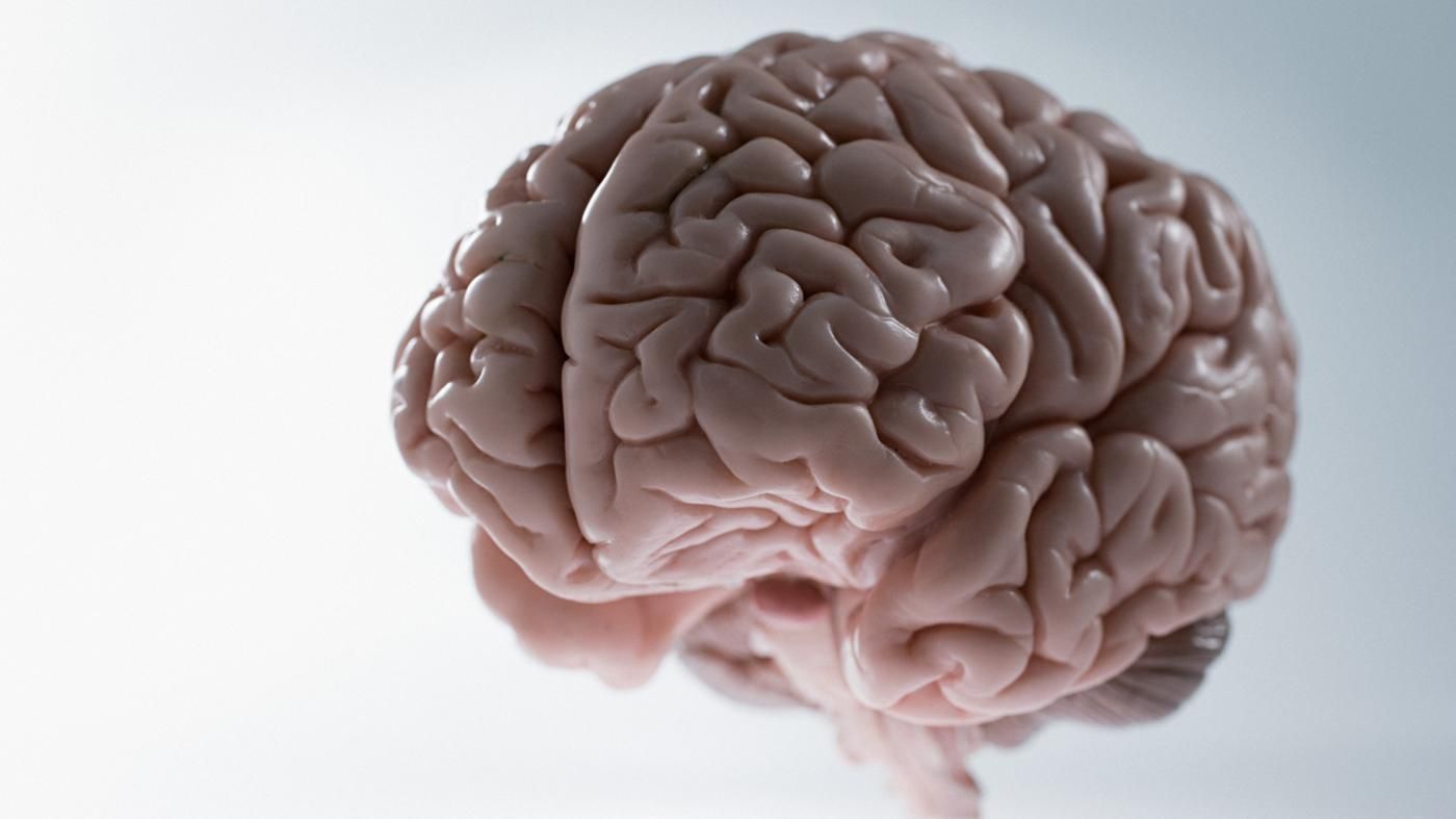 Створили штучний людський мозок 