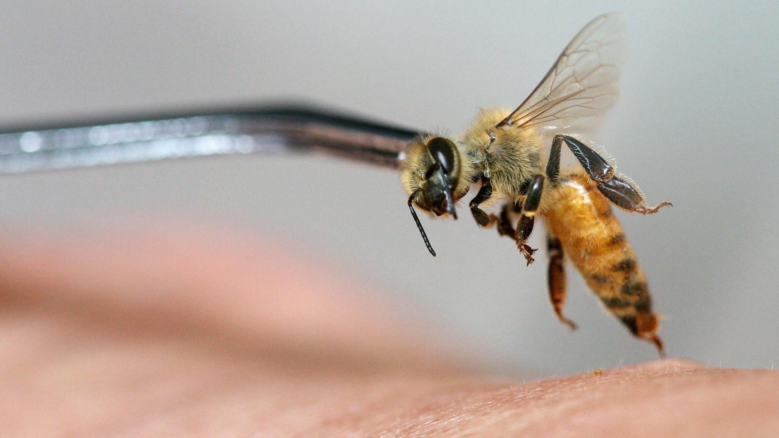 Супрун разрушила миф о пользе лечения пчелиными укусами