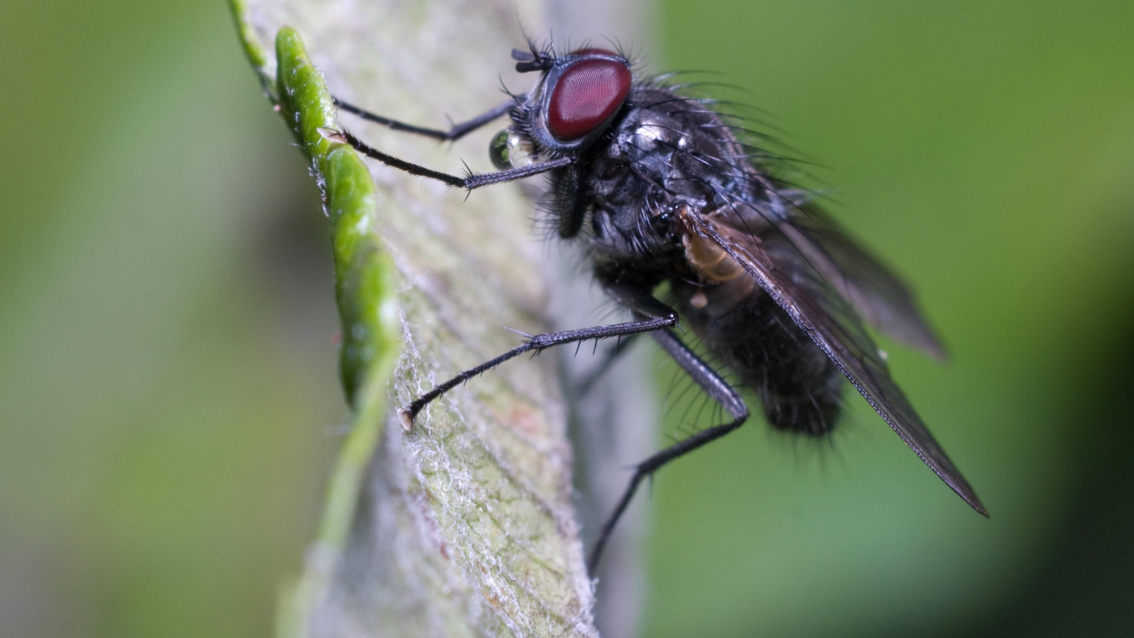 Мухи в больницах переносят опасные бактерии Мухи в больницах переносят опасные бактерии
