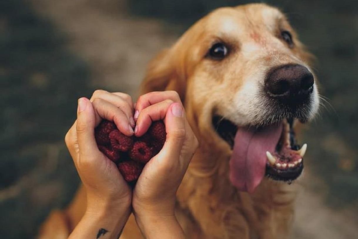 Как собаки могут помочь диагностировать рак