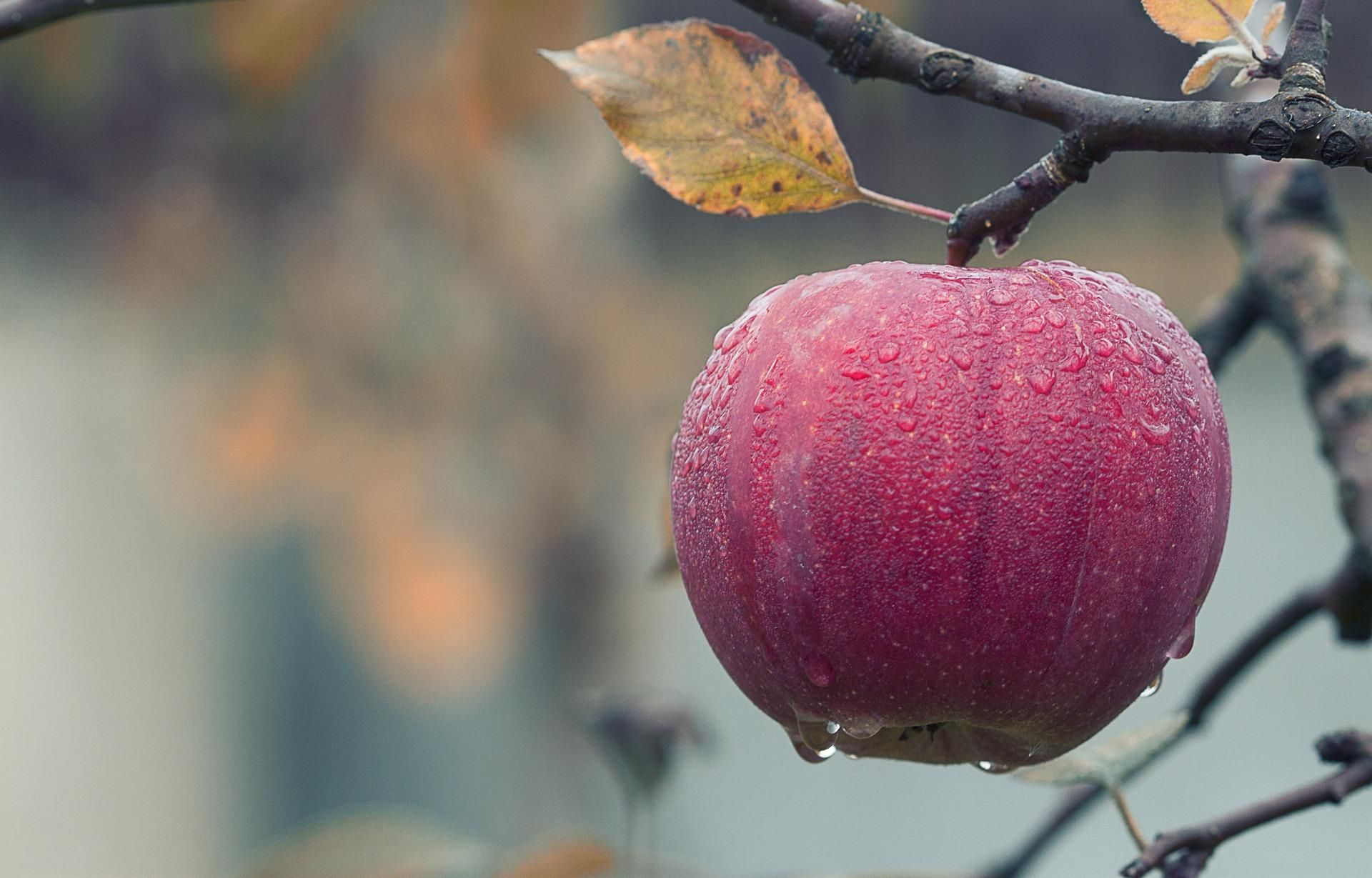 Как яблоки помогут нарастить мышцы и похудеть