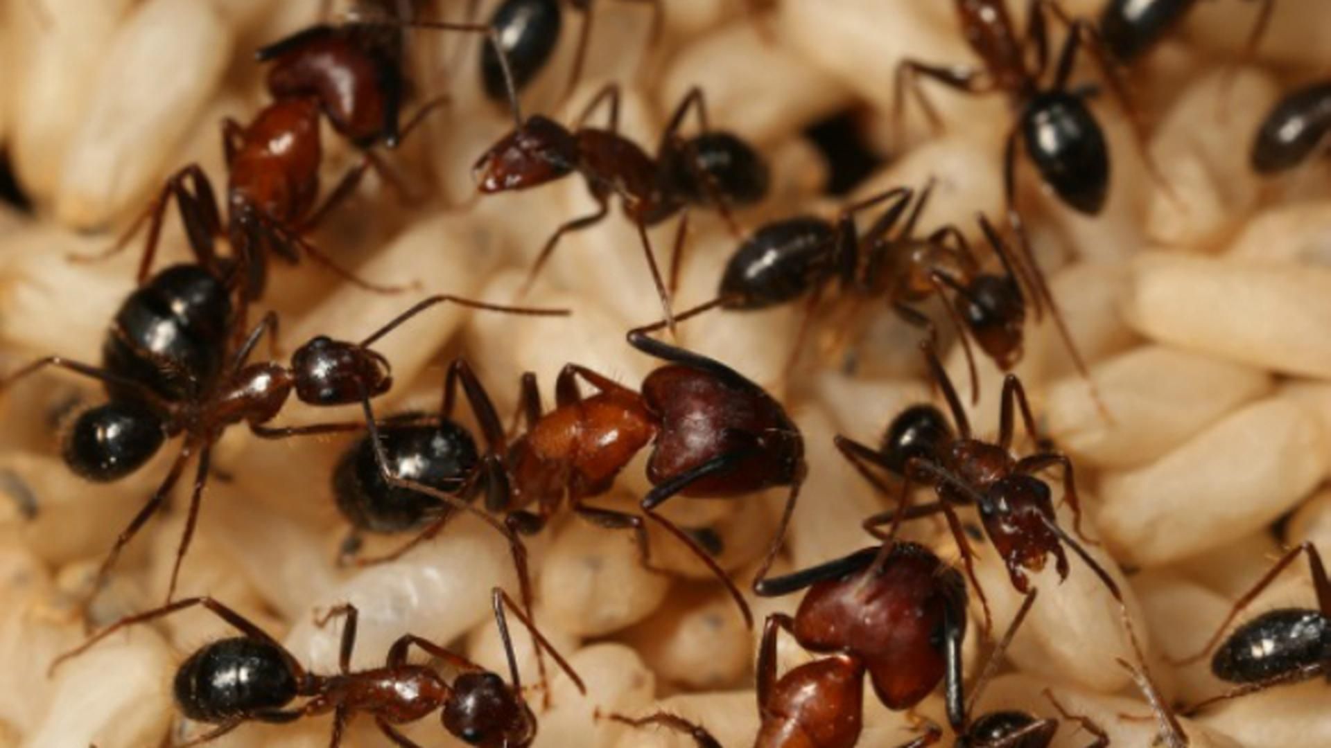 Як мурахи можуть захистити людей від раку 