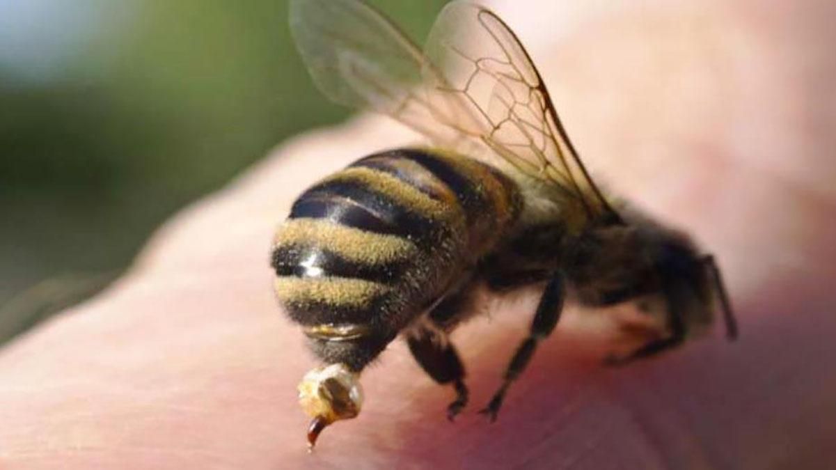 В Черкасской области мужчина умер от укуса пчелы